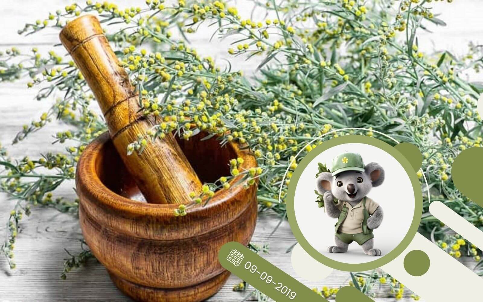 Ziołowy kącik - P jak Piołun