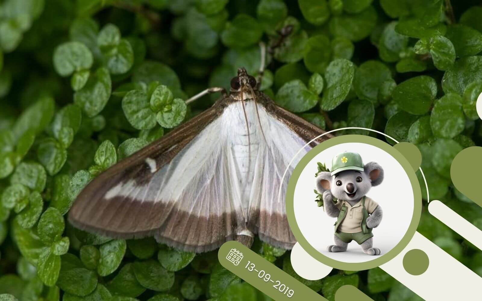 Ćma bukszpanowa - jak z nią walczyć ?