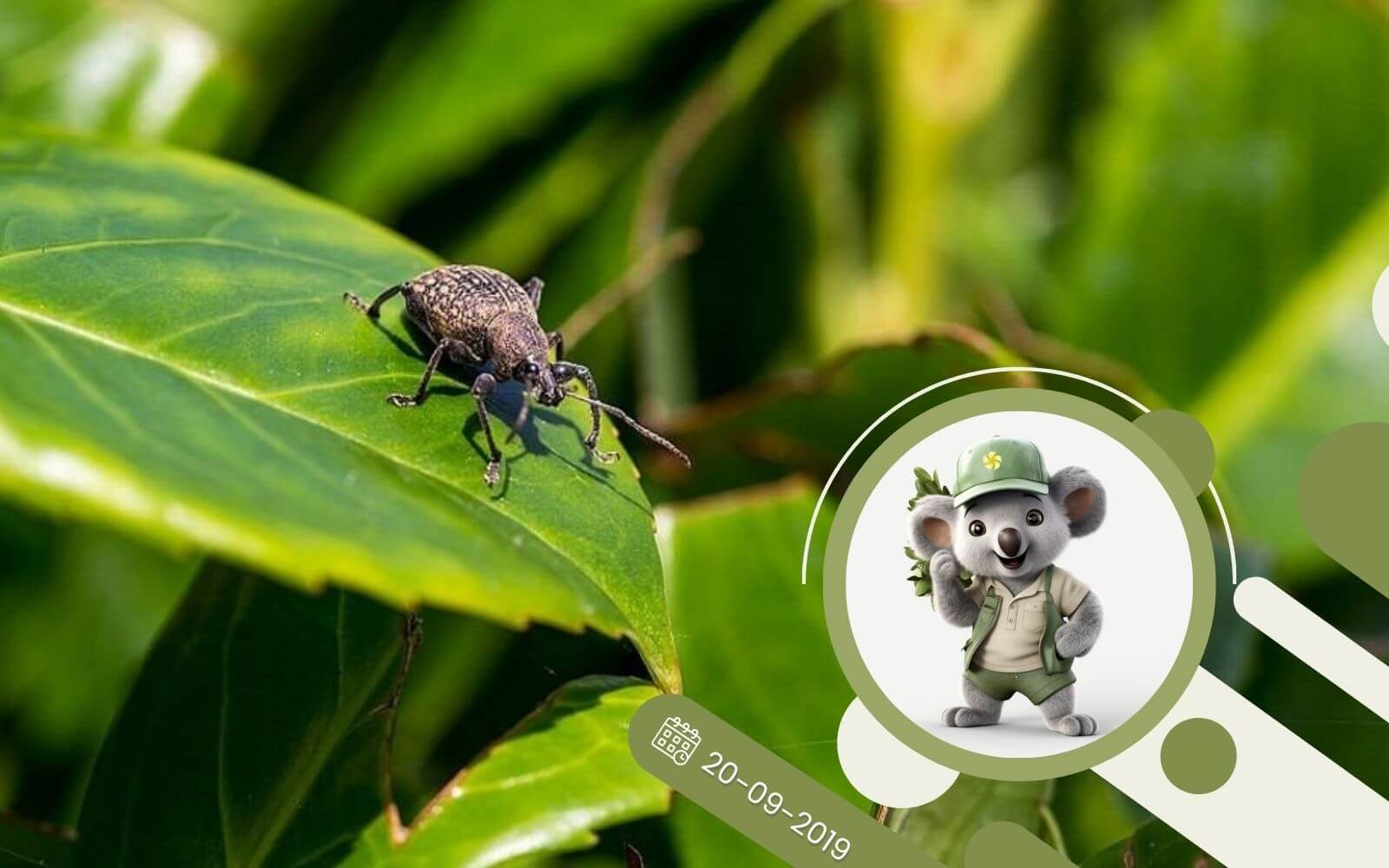 Biologiczny preparat na opuchlaki