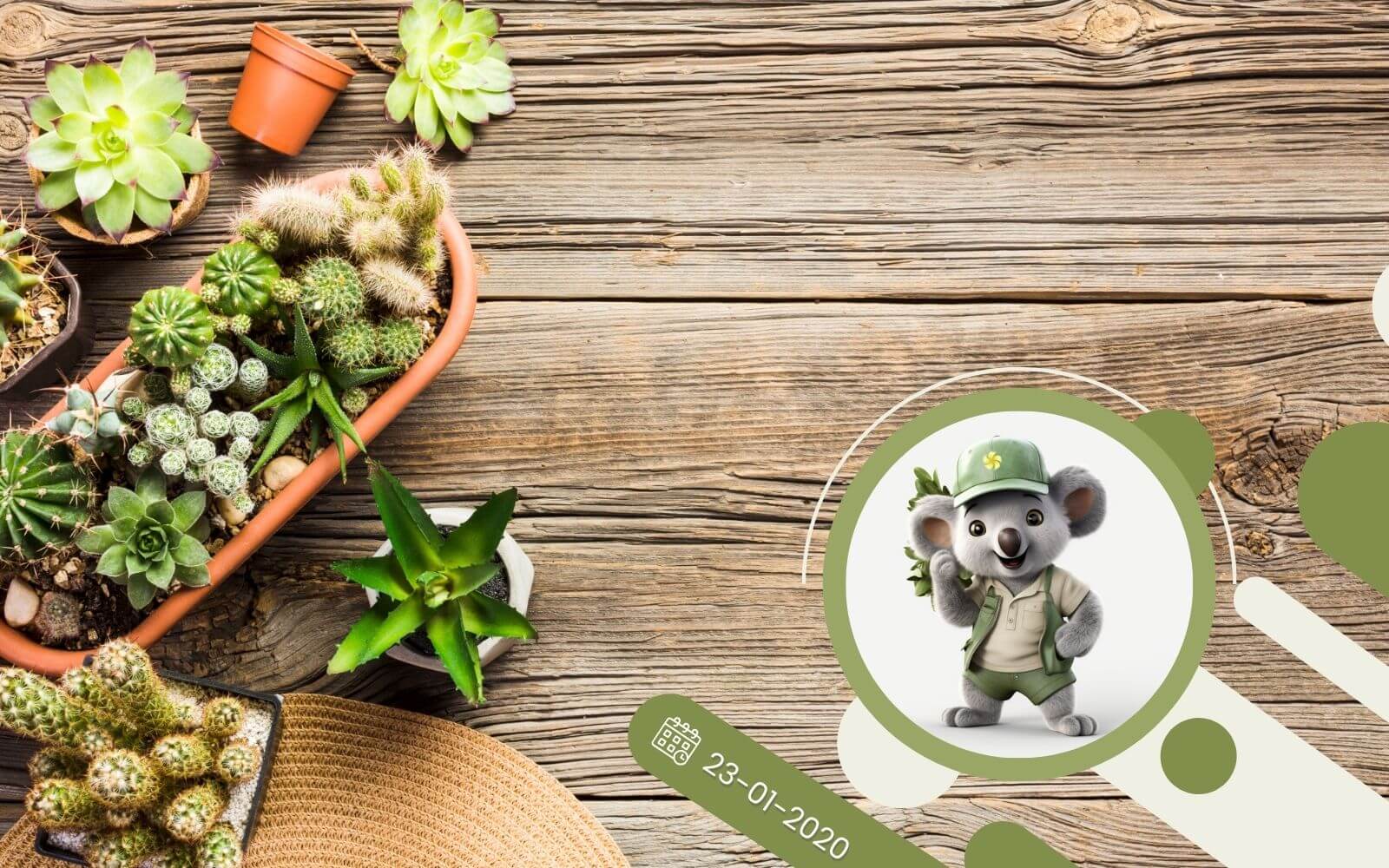 Jak wyhodować kaktusy i sukulenty z nasion?