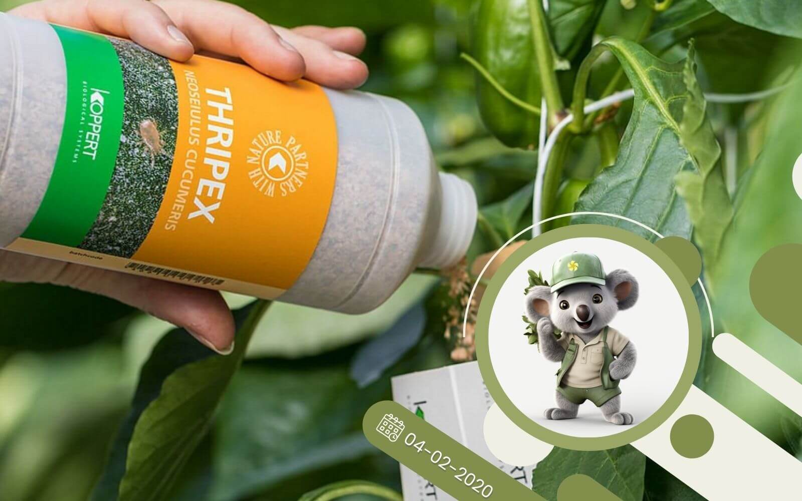 Skuteczny biologiczny preparat na wciornastki