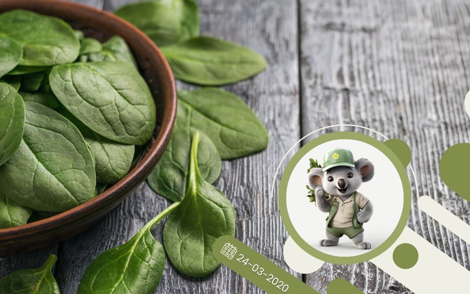 Szpinak - jak go uprawiać i dlaczego jest zdrowy?