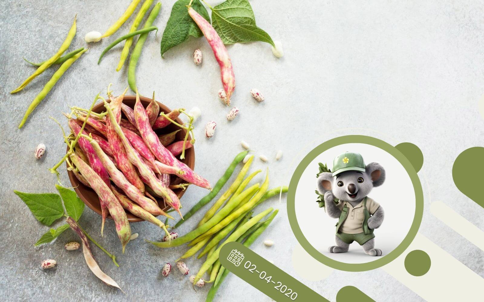 Fasolka szparagowa z domowej uprawy