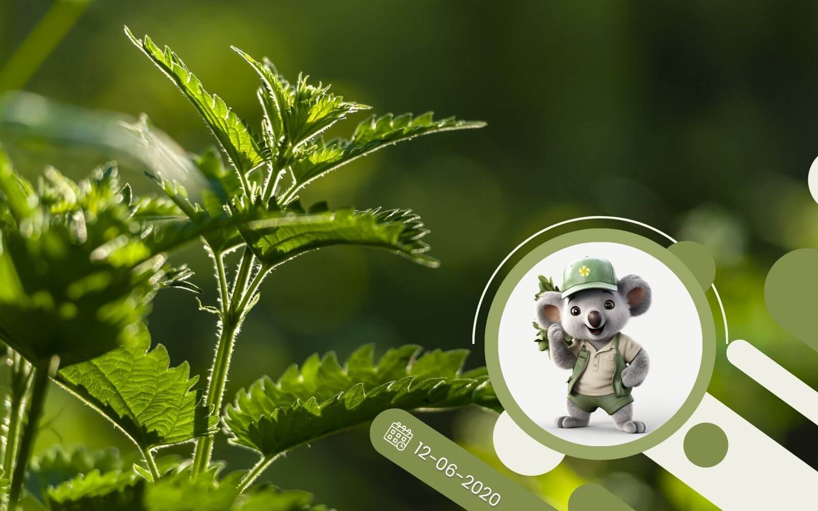 Pokrzywa chwast czy cenna roślina lecznicza?