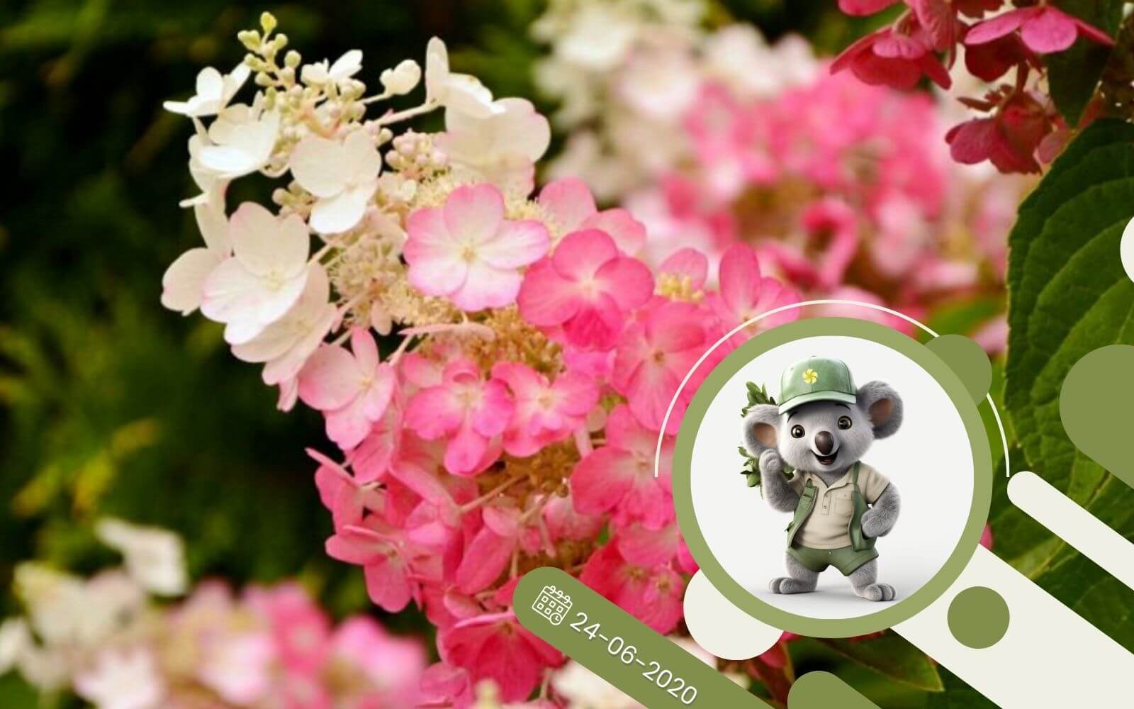 Hortensja bukietowa - ciekawe odmiany i uprawa