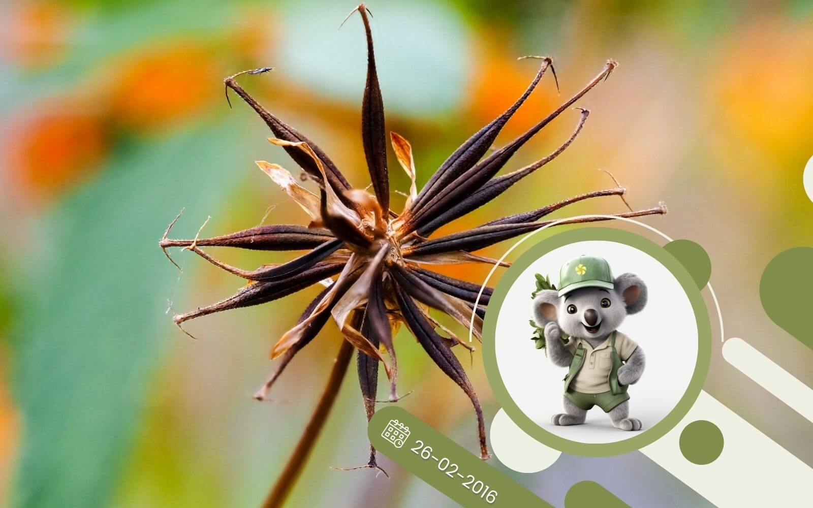 Ziołowy kącik - A jak Anyż