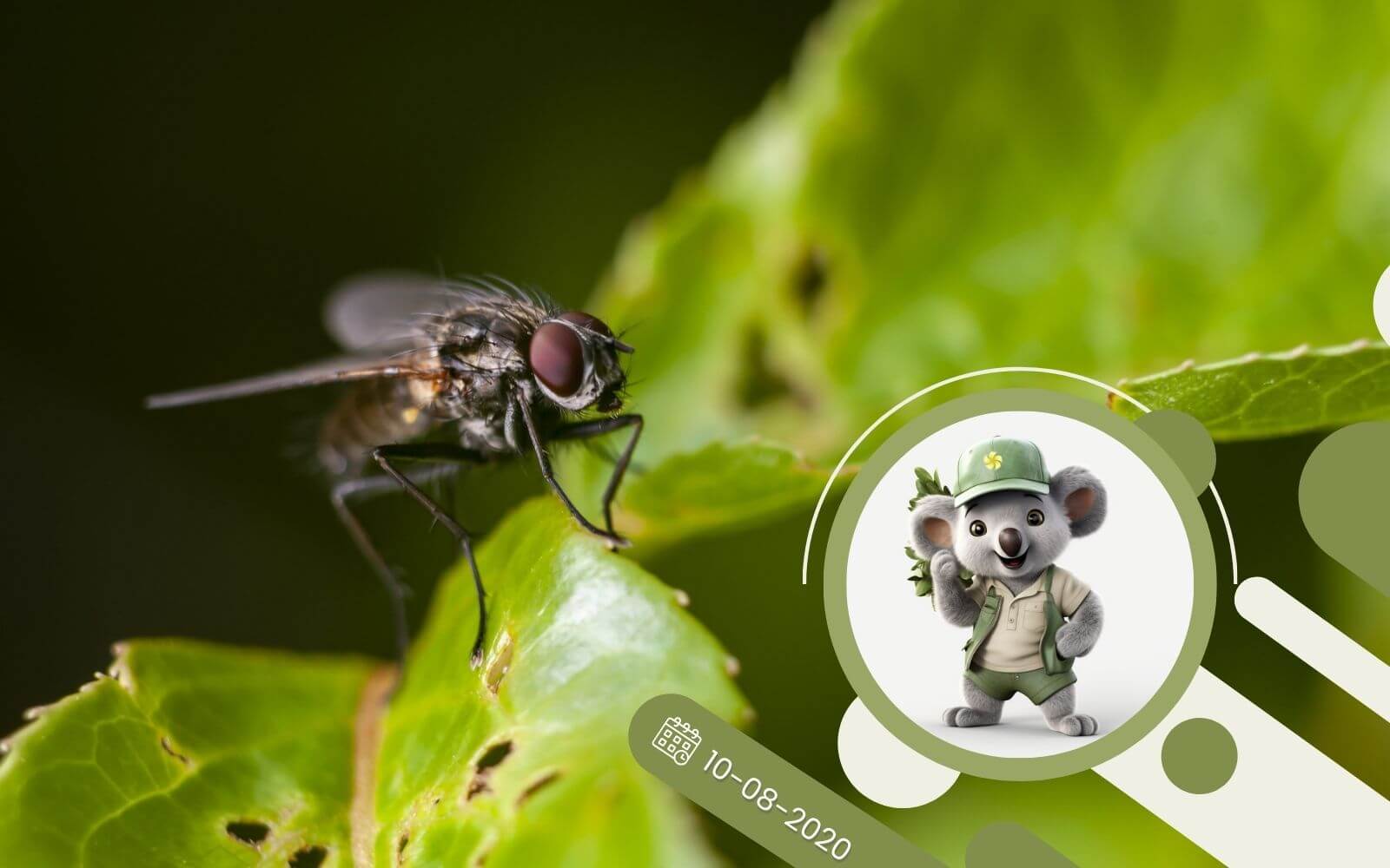 Jak walczyć z muchami? Propozycje preparatów.