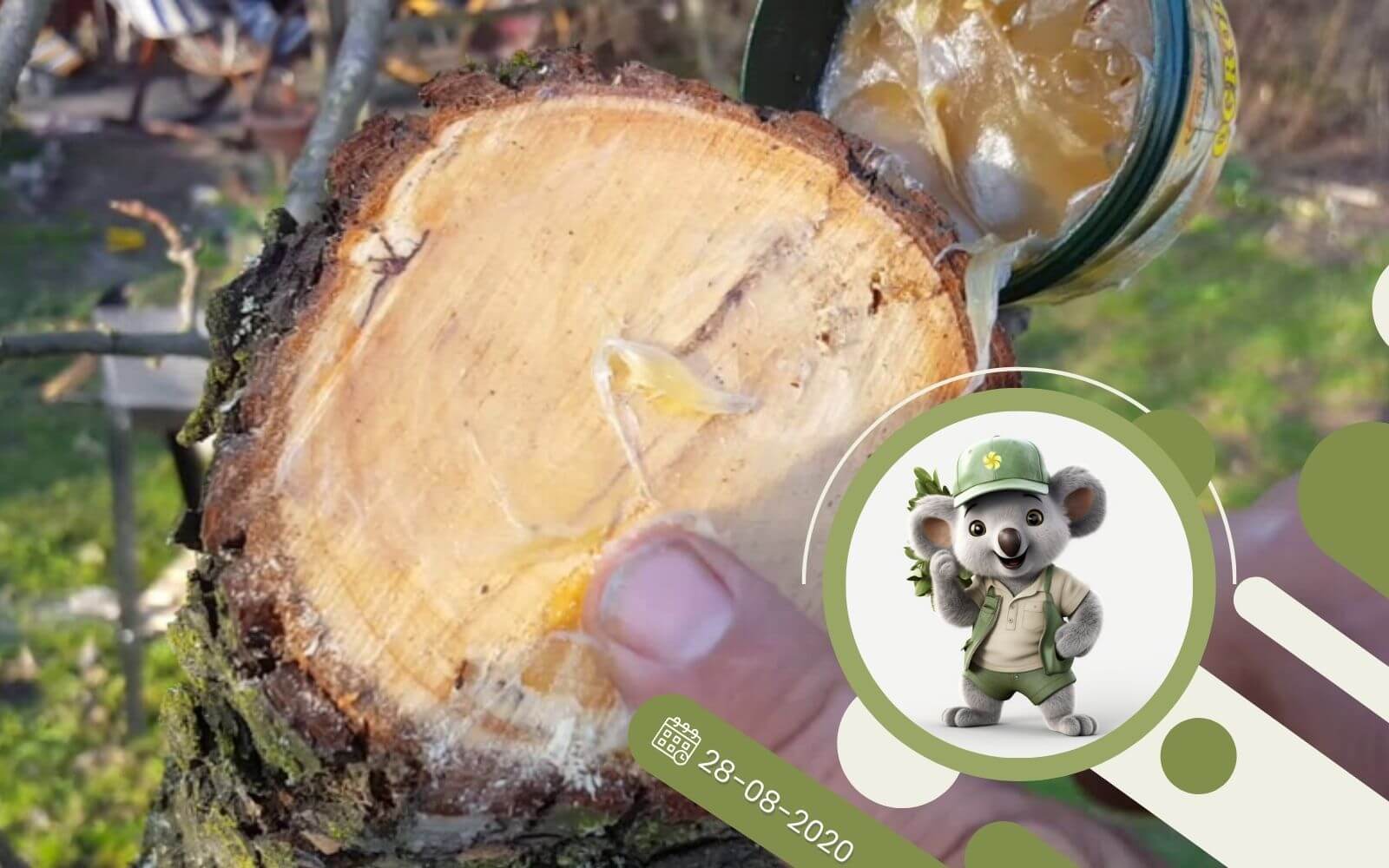 Maść ogrodnicza do czego można ją stosować?