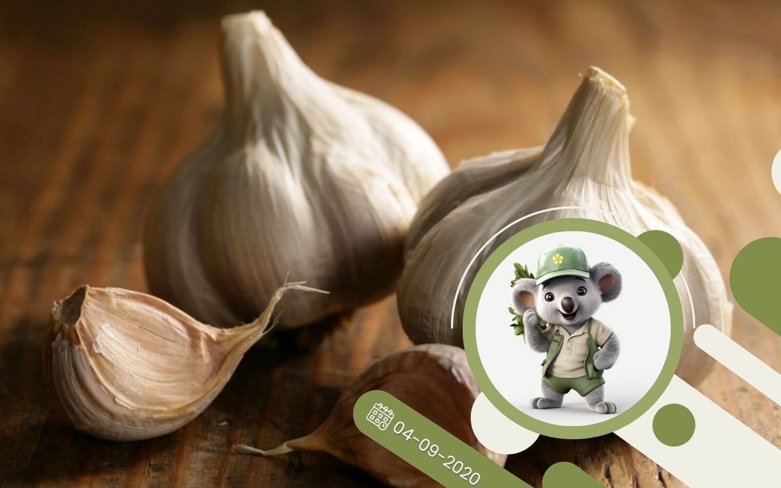 Jak prawidłowo uprawiać czosnek?