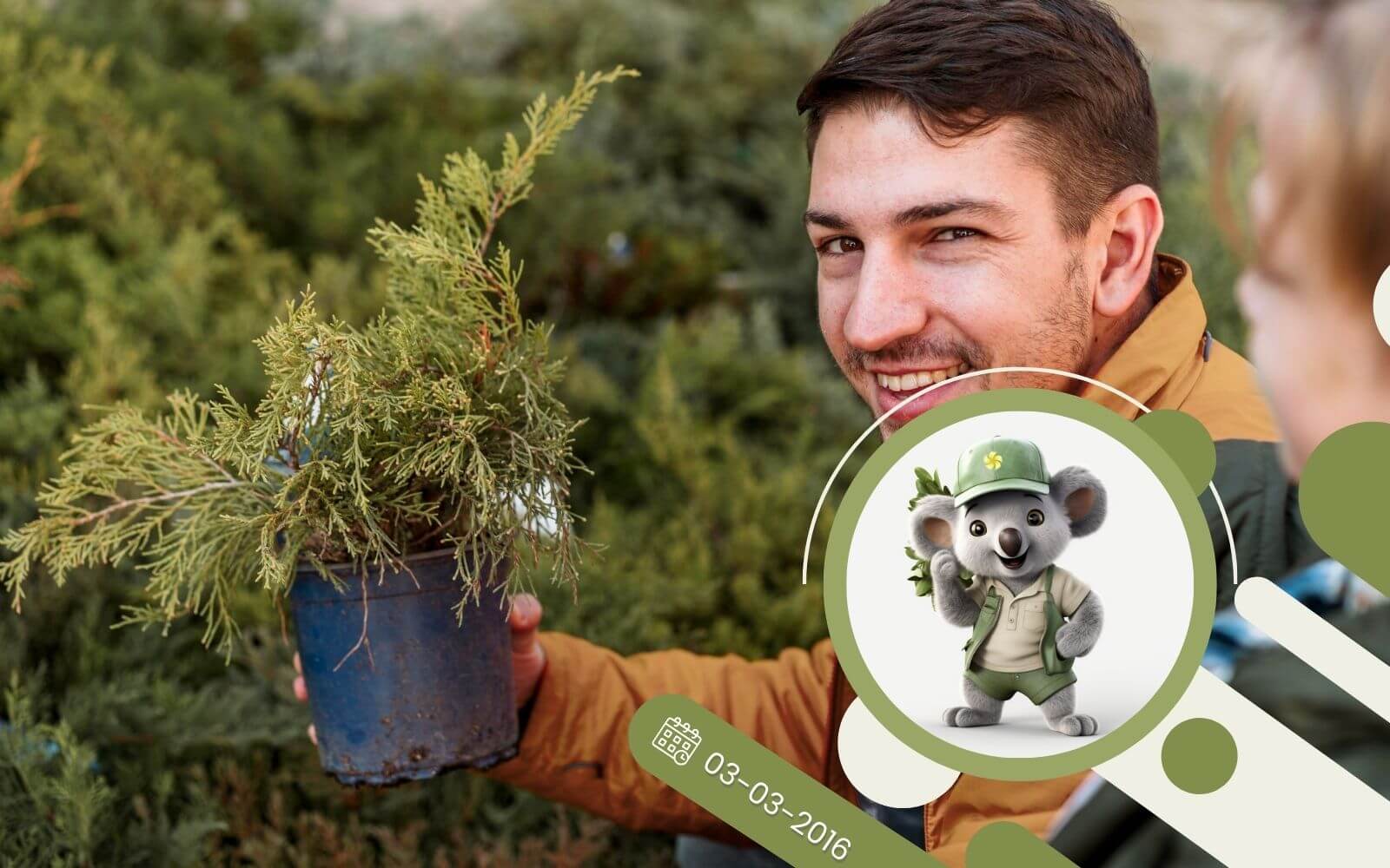 Jaki prawidłowo sadzić iglaki?