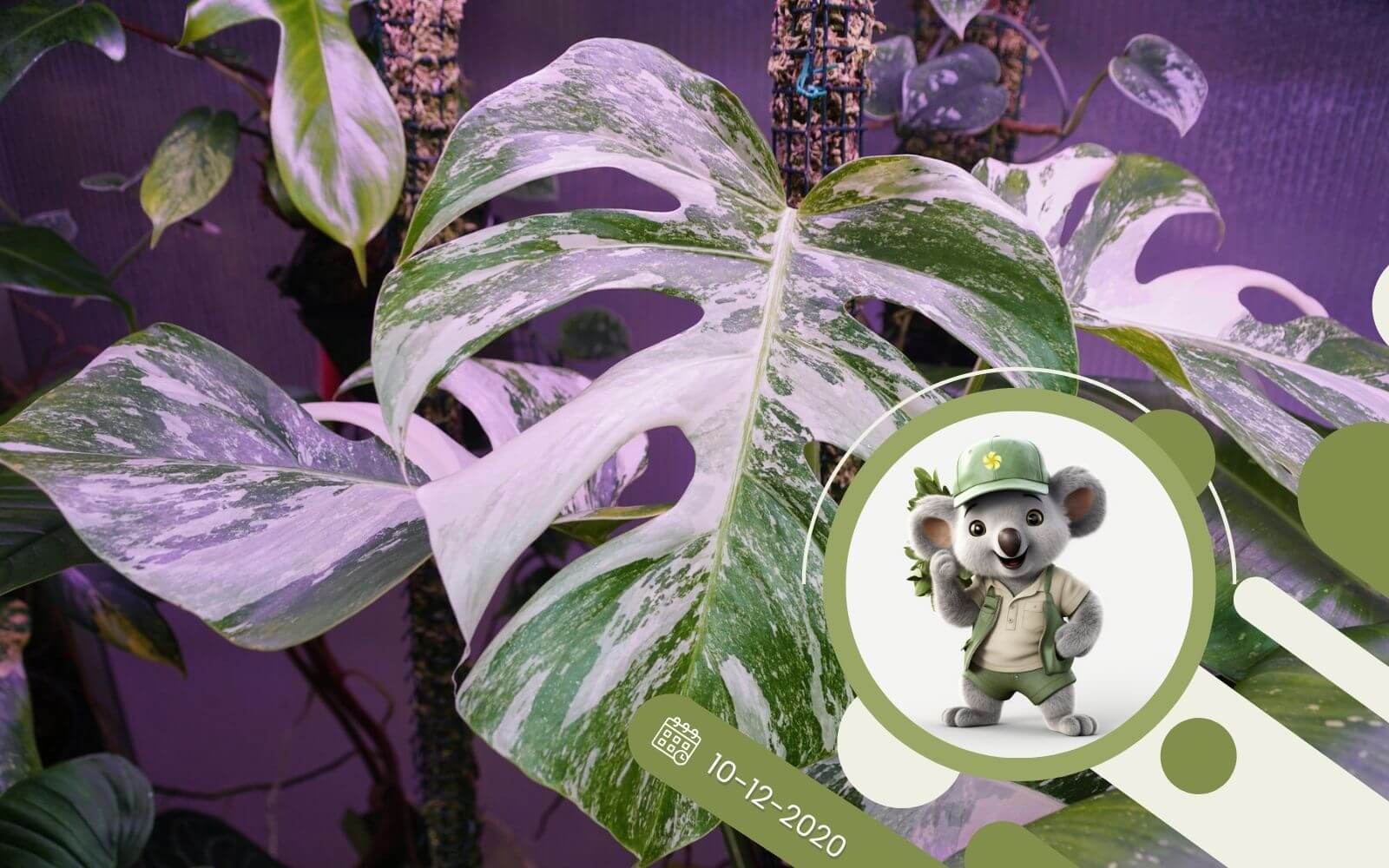 Modne rośliny domowe – pięć hitów sezonu!