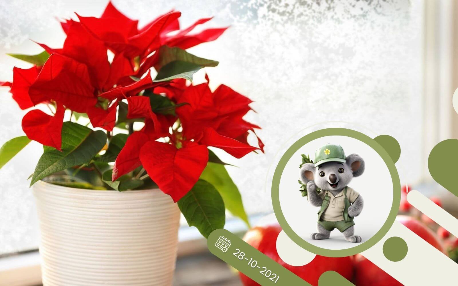 Gwiazda Betlejemska - Poinsecja - 5 sposobów pielęgnacji