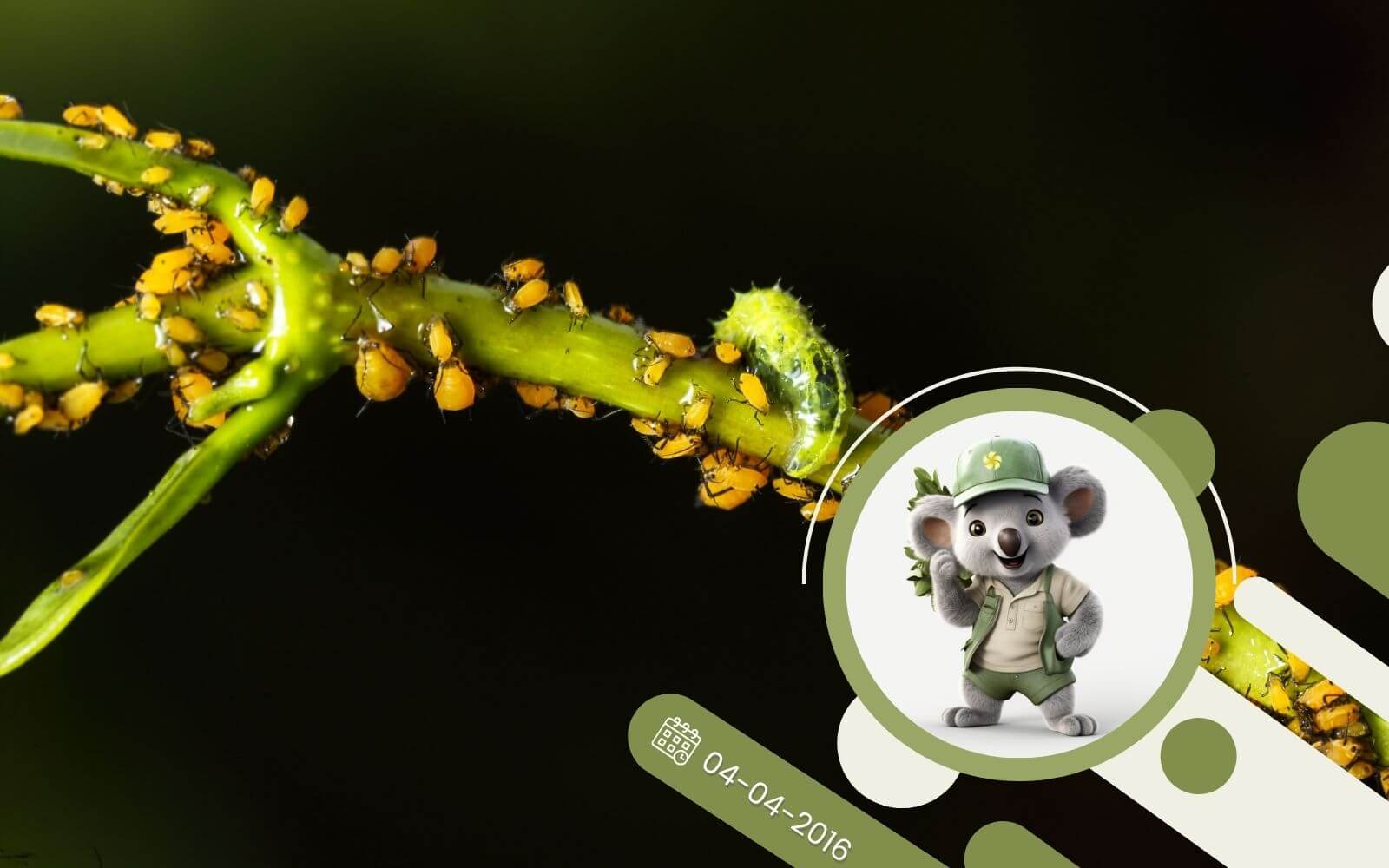 Jak zwalczyć przędziorka?