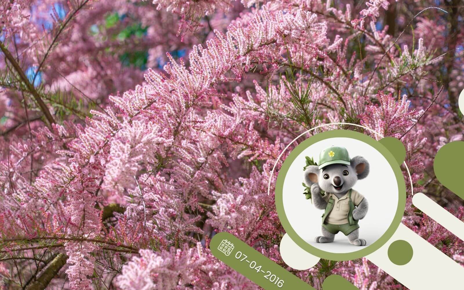 Tamaryszek - elegancki krzew o zawieszonym pokroju