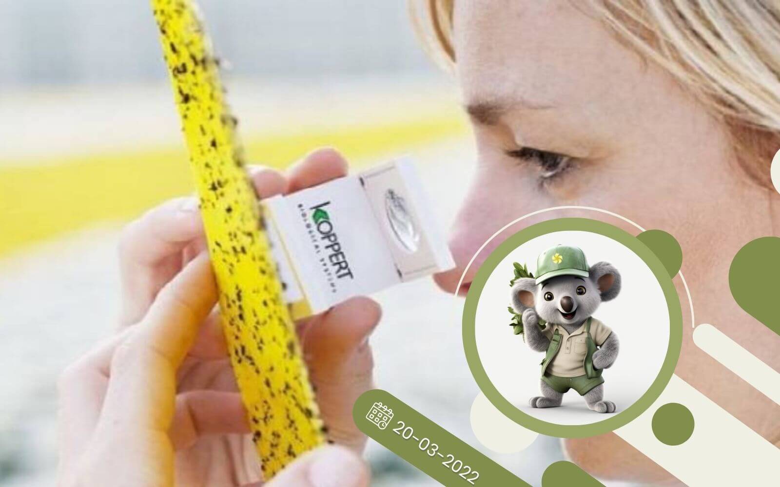 Tablice lepowe - skuteczny sposób zwalczania szkodników roślin