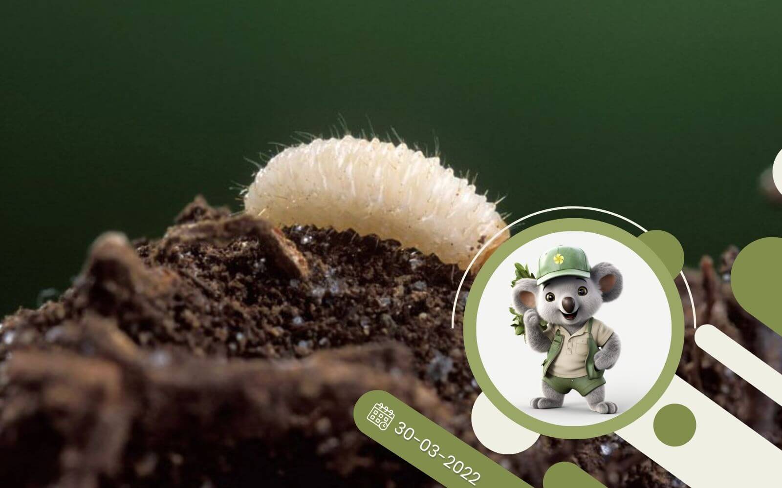 Groźna rodzinka - opuchlaki w ogrodzie