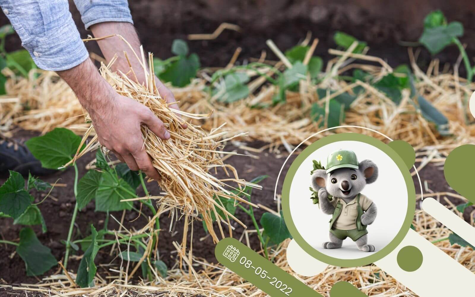 Jak prawidłowo ściółkować rośliny?