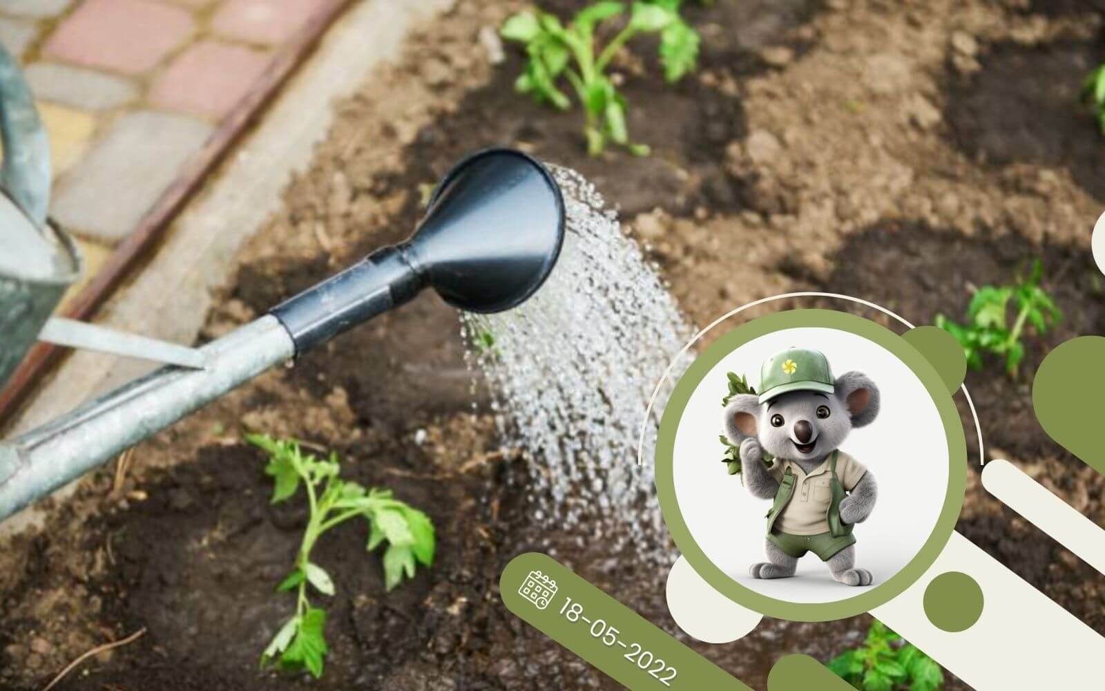 Prawidłowe podlewanie roślin w upalne dni