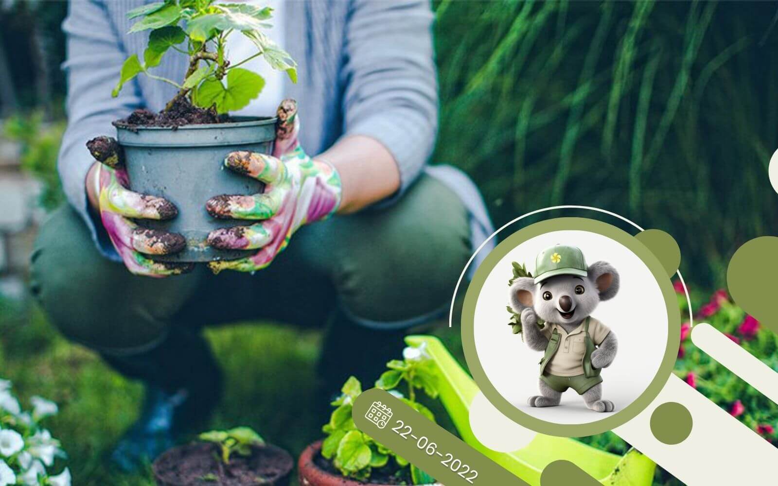 Sadzonki w doniczkach - wygoda przy zakupie i sadzeniu