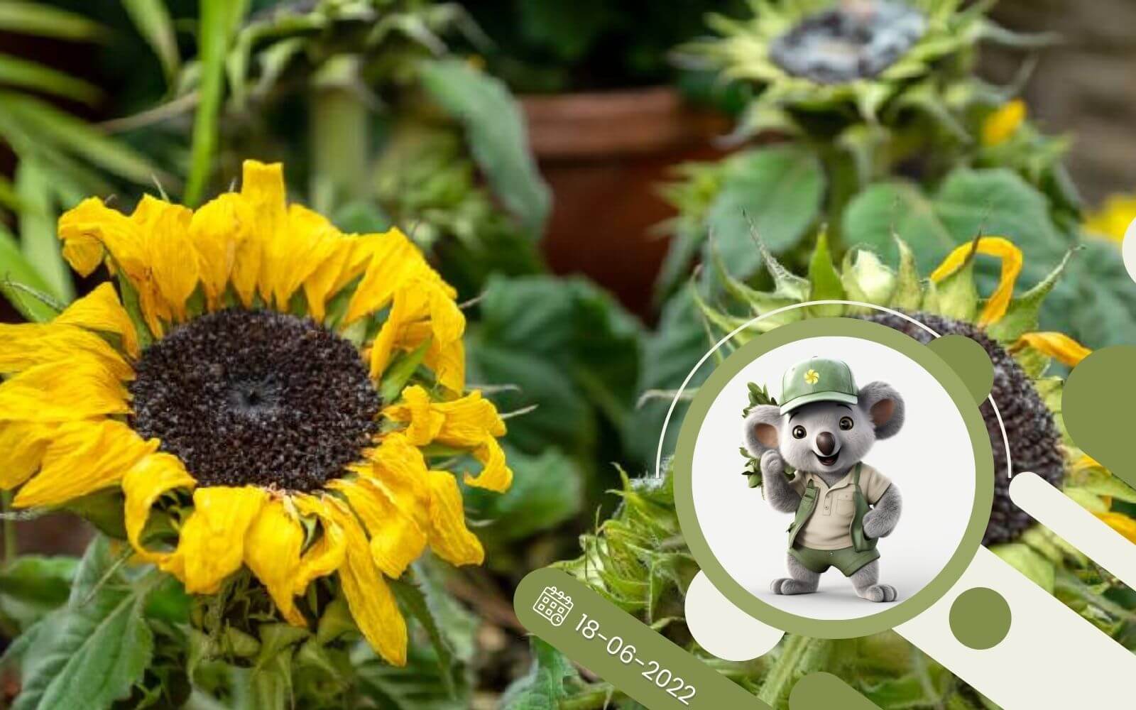 Szkody w ogrodzie wywołane suszą