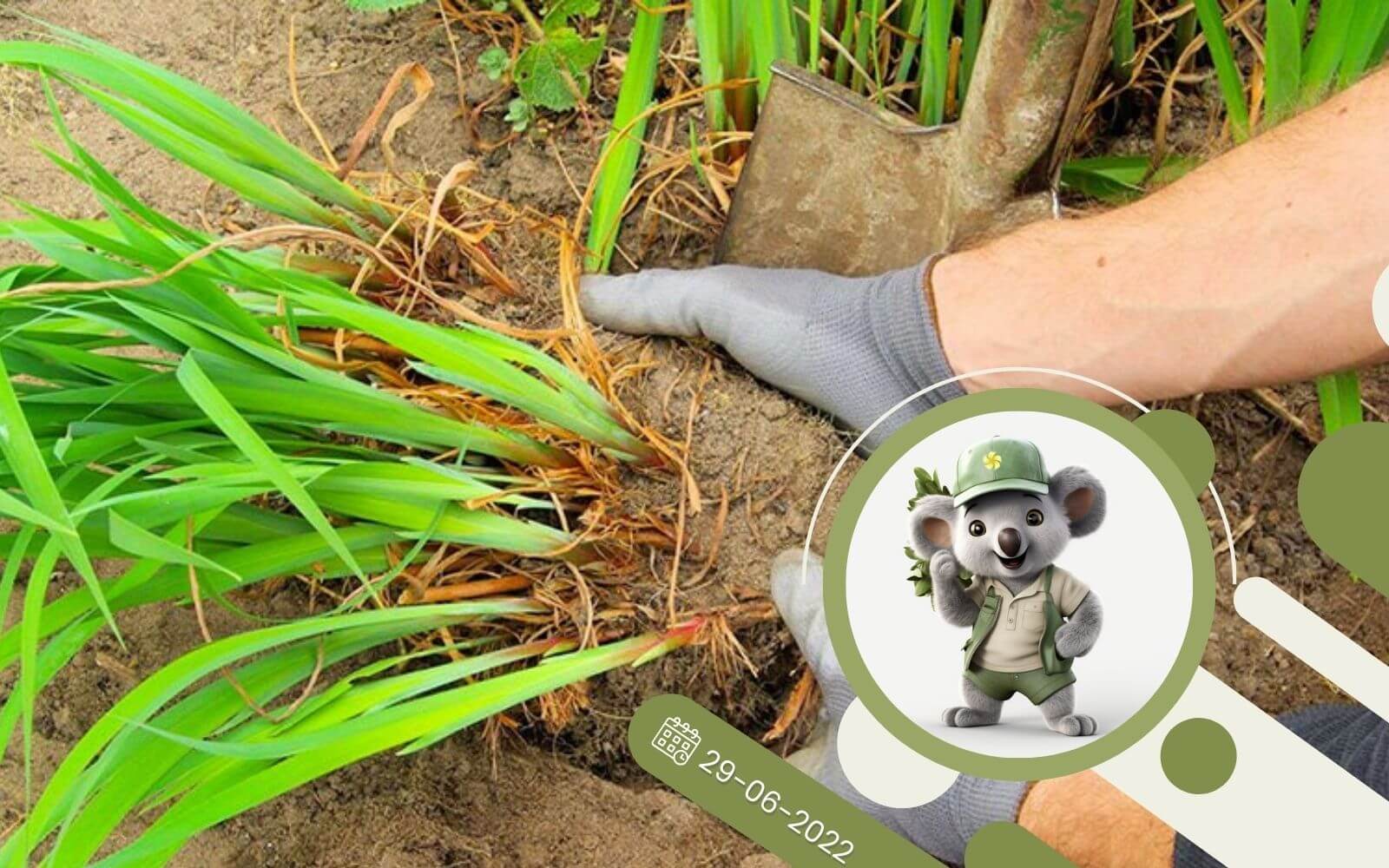 Rośliny ekspansywne - co zrobić, aby nie zarosły ogrodu?