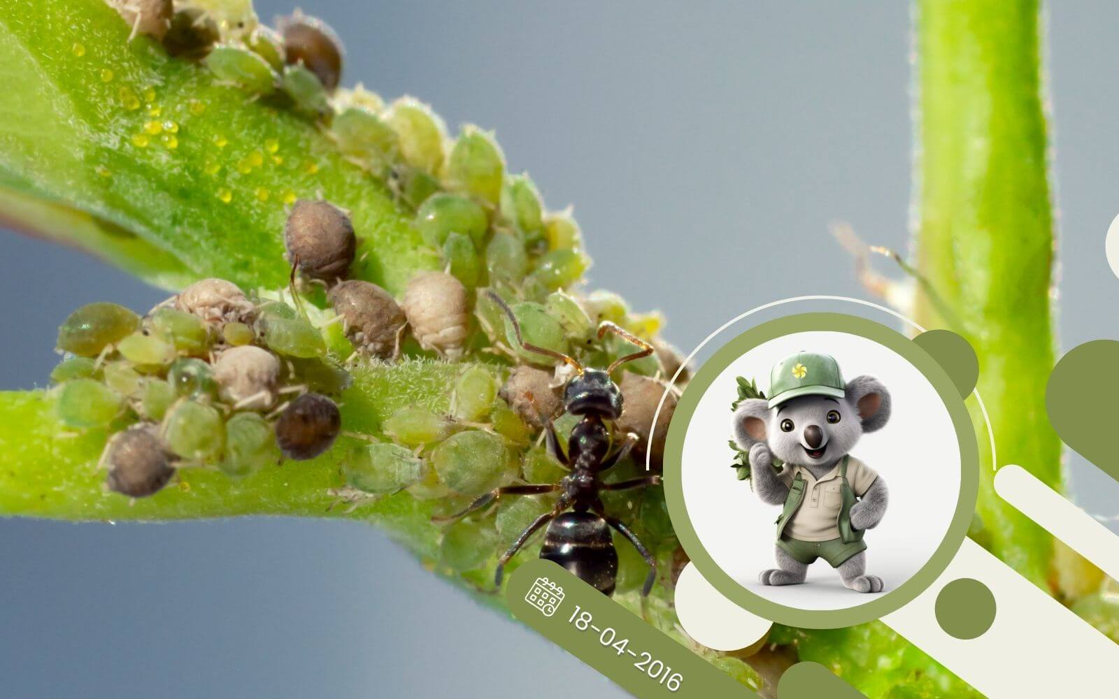 Jak skutecznie zwalczyć mszyce?