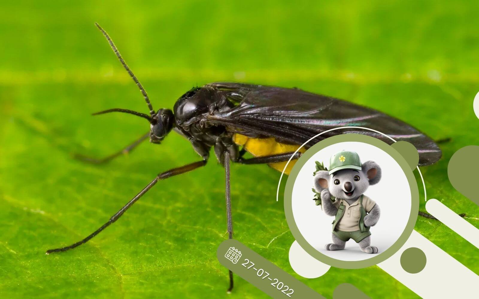 Ziemiórki w domu i ogrodzie - jak zapobiegać i zwalczać?