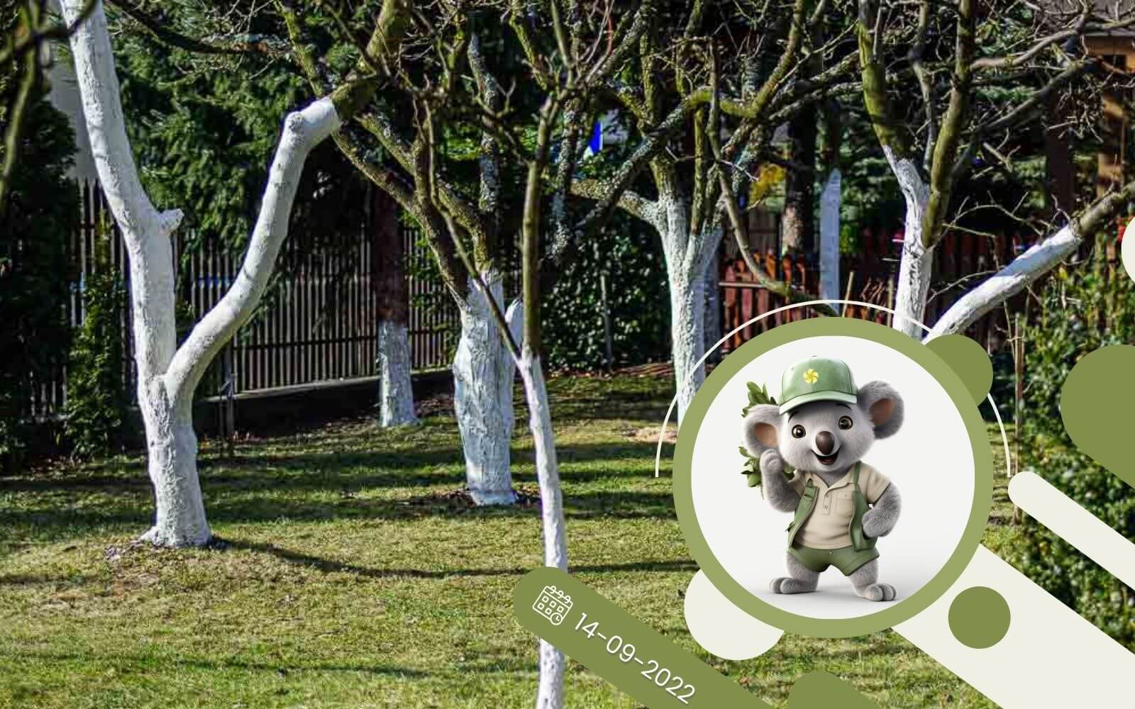 Bielenie drzew - jak i kiedy wapnować drzewa?