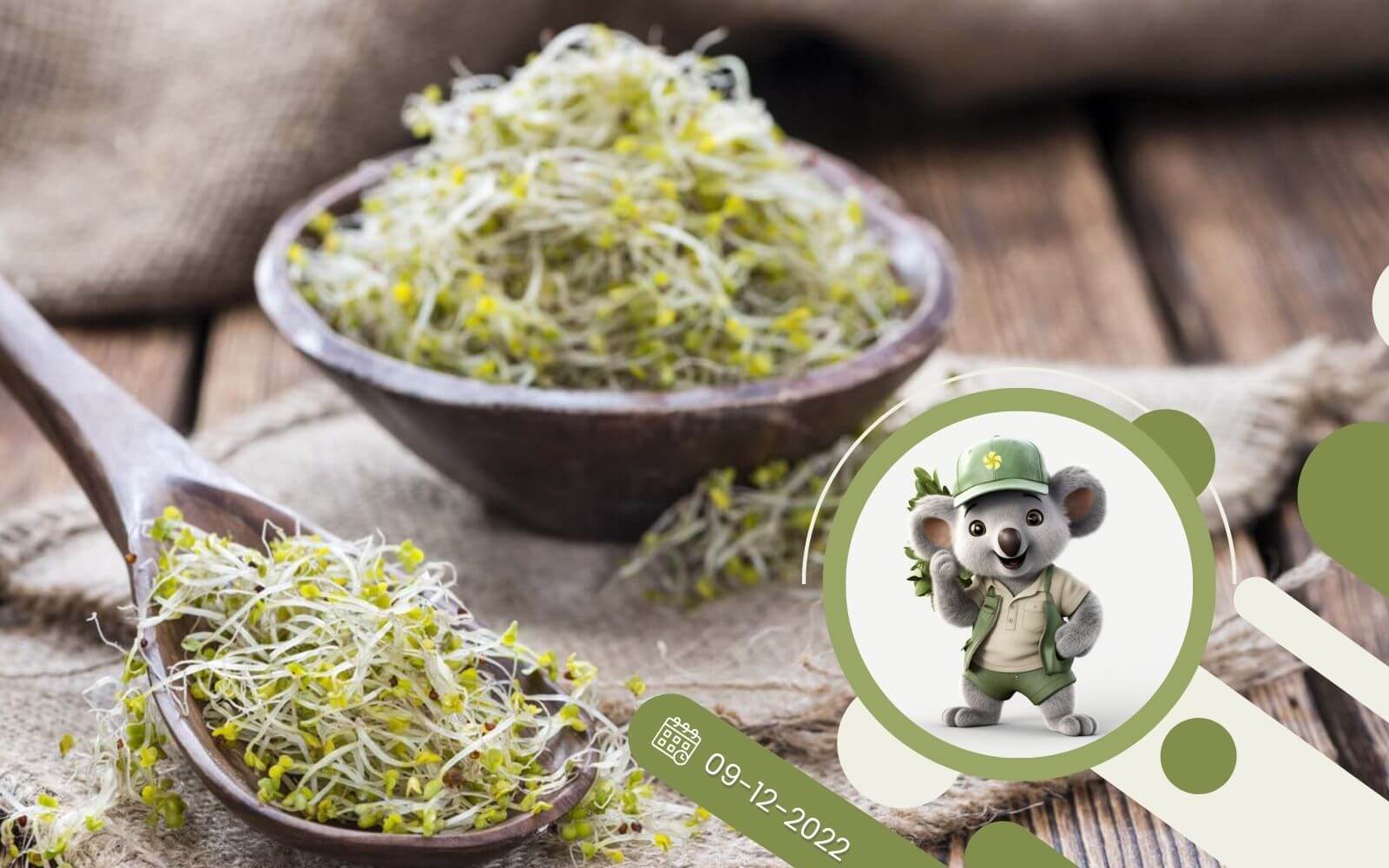 Kolorowe i zdrowe kiełki idealne na zimę !