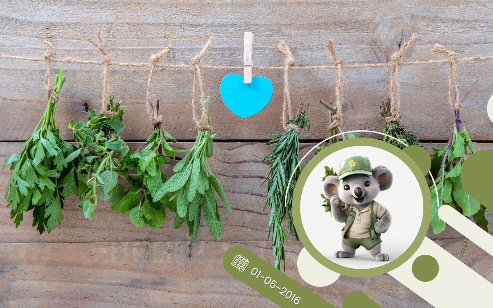 Jak prawidłowo suszyć zioła?