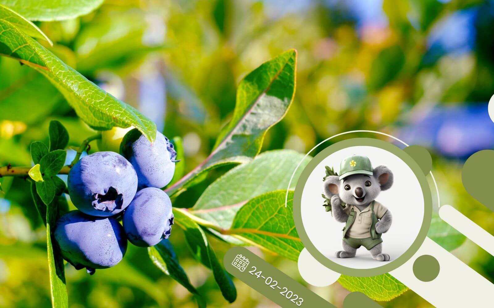 Q&A Co należy wiedzieć o borówce amerykańskiej?