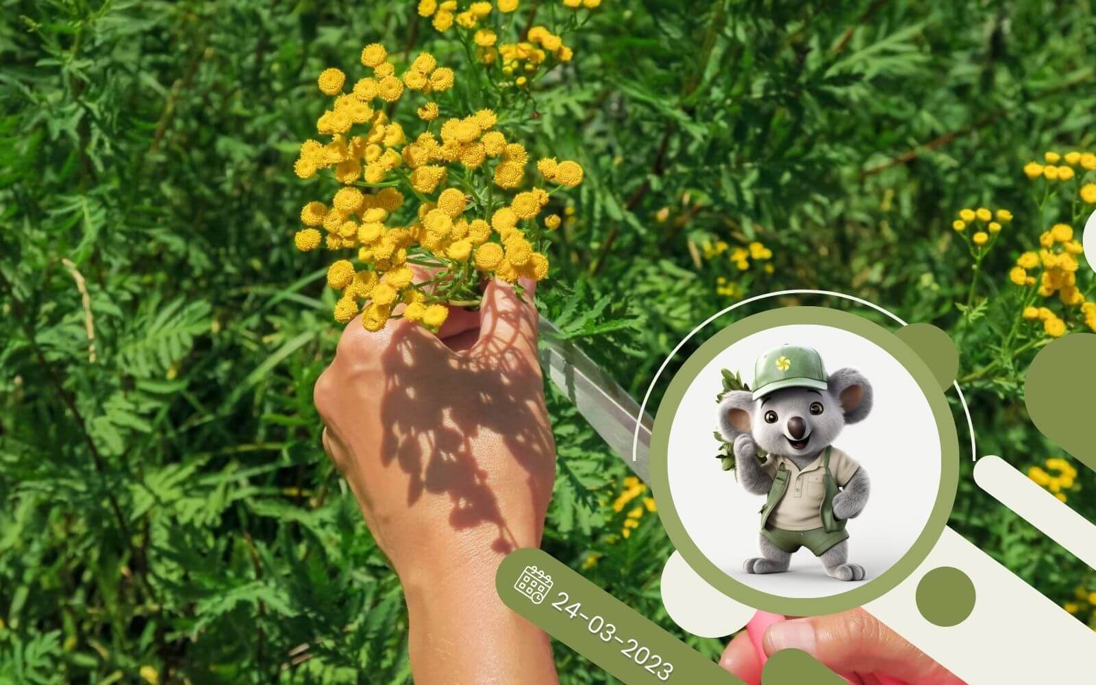 Wrotycz - ekologiczny sposób na zwalczanie szkodników