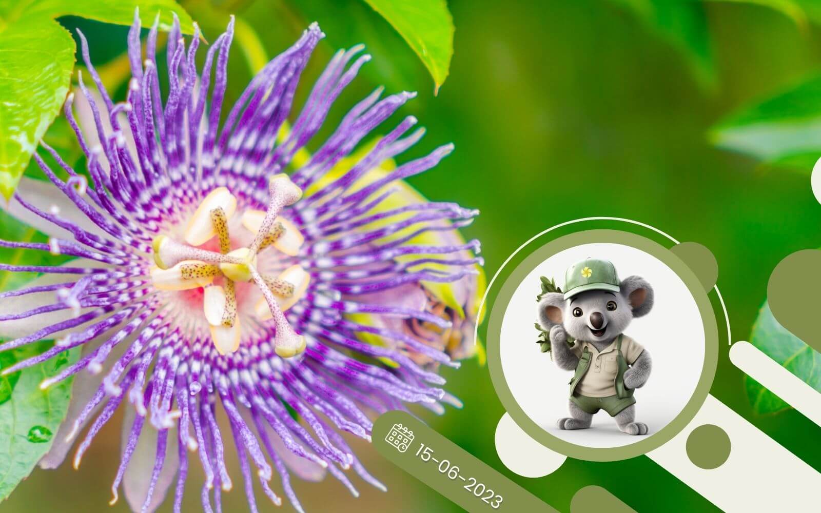 Passiflora, piękne pnącze do uprawy w ogrodzie i domu