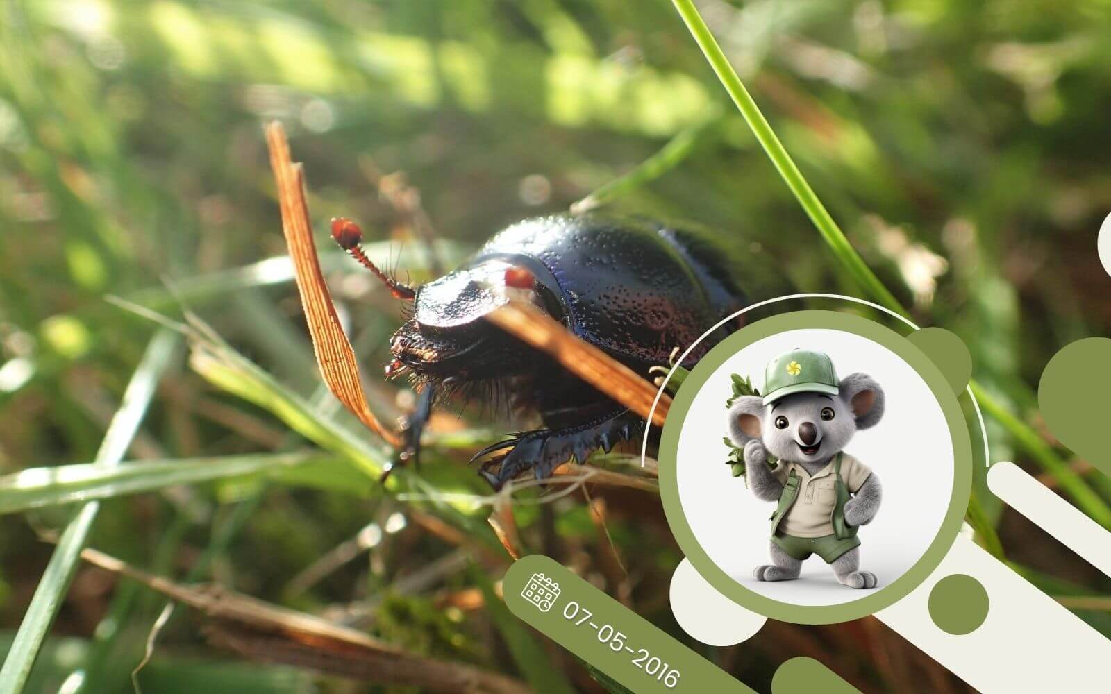 Jak zwalczyć turkucia podjadka?