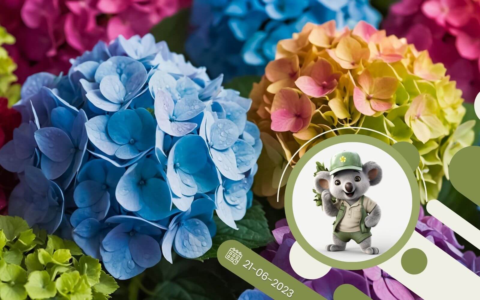 Jak zmieniać kolor kwiatów Hortesji ogrodowej?