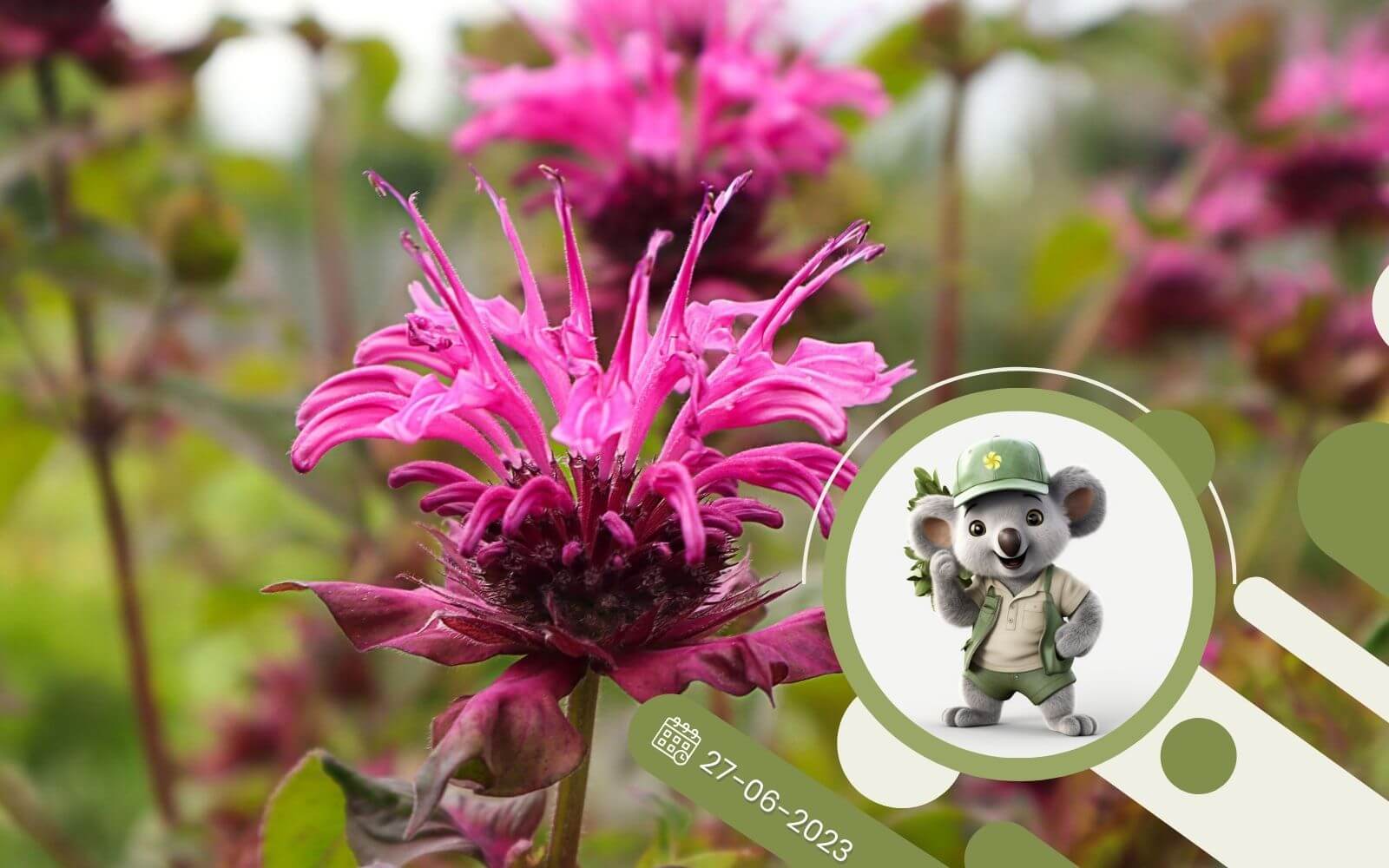 Pysznogłówka – wieloletnie kwiaty o intensywnym aromacie