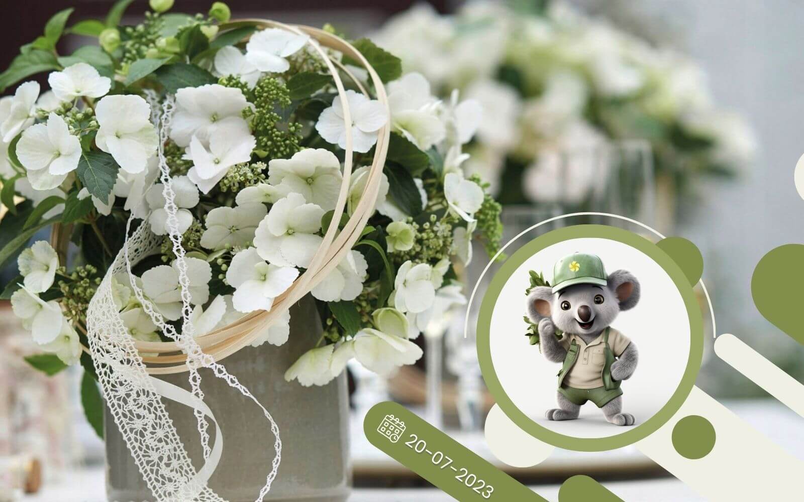 Hortensja Runway Bride Snow White dlaczego nie kwitnie?