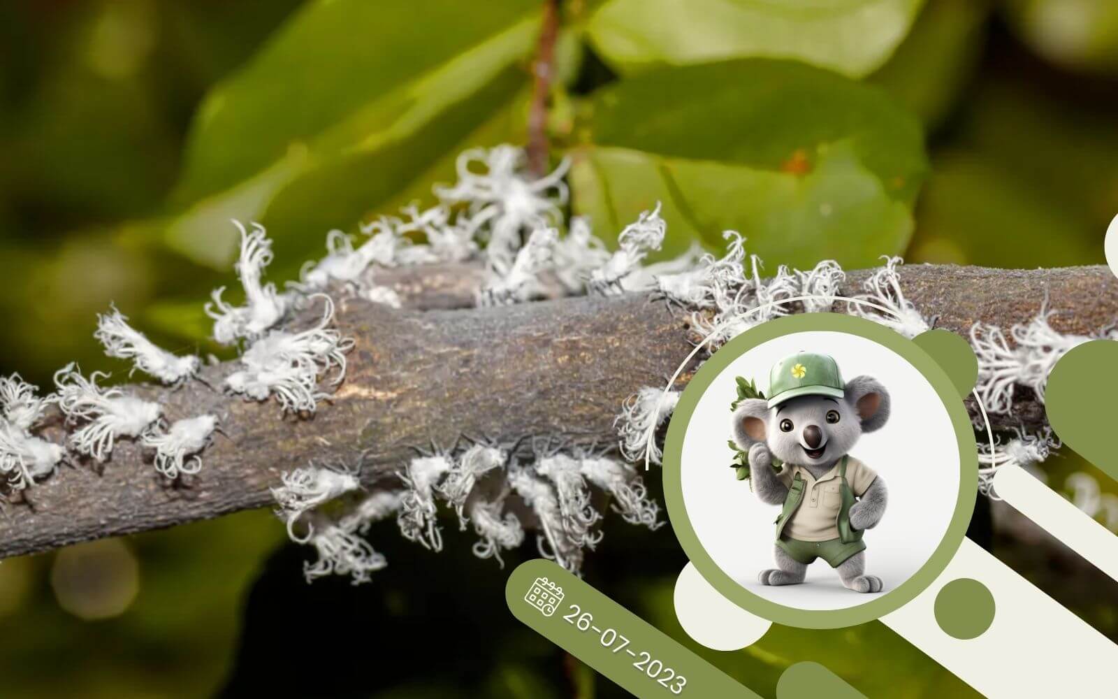 Tarczniki i Wełnowce zagrożeniem dla roślin — Skuteczne zwalczenie szkodników