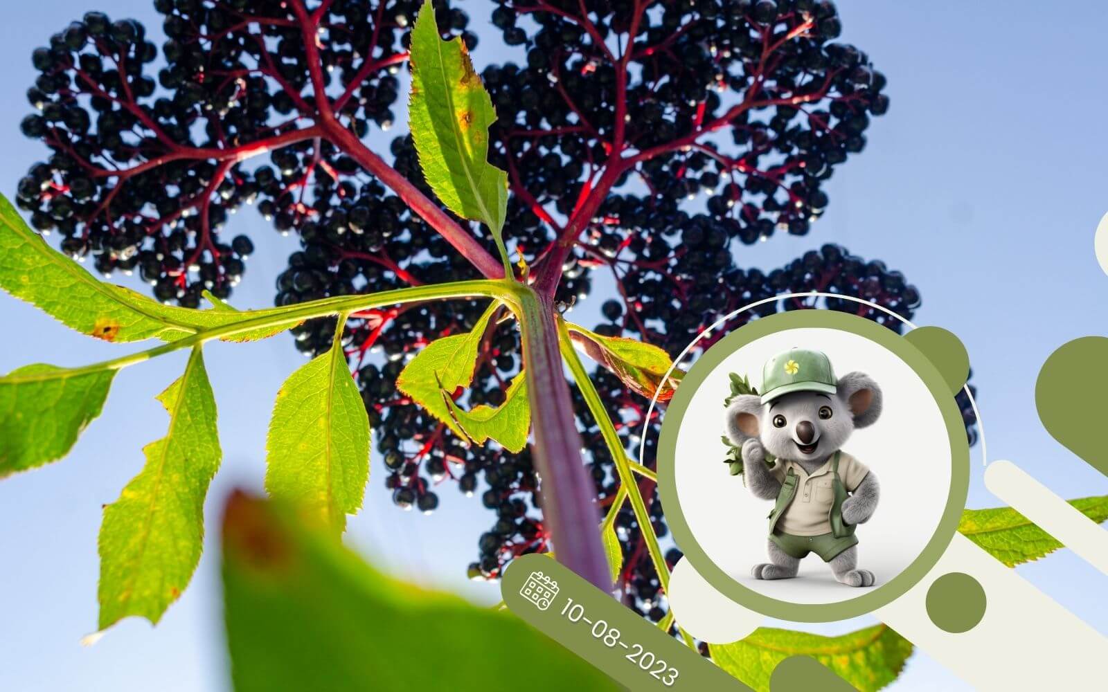 Czarny bez — Wszechstronnie pożyteczny krzew