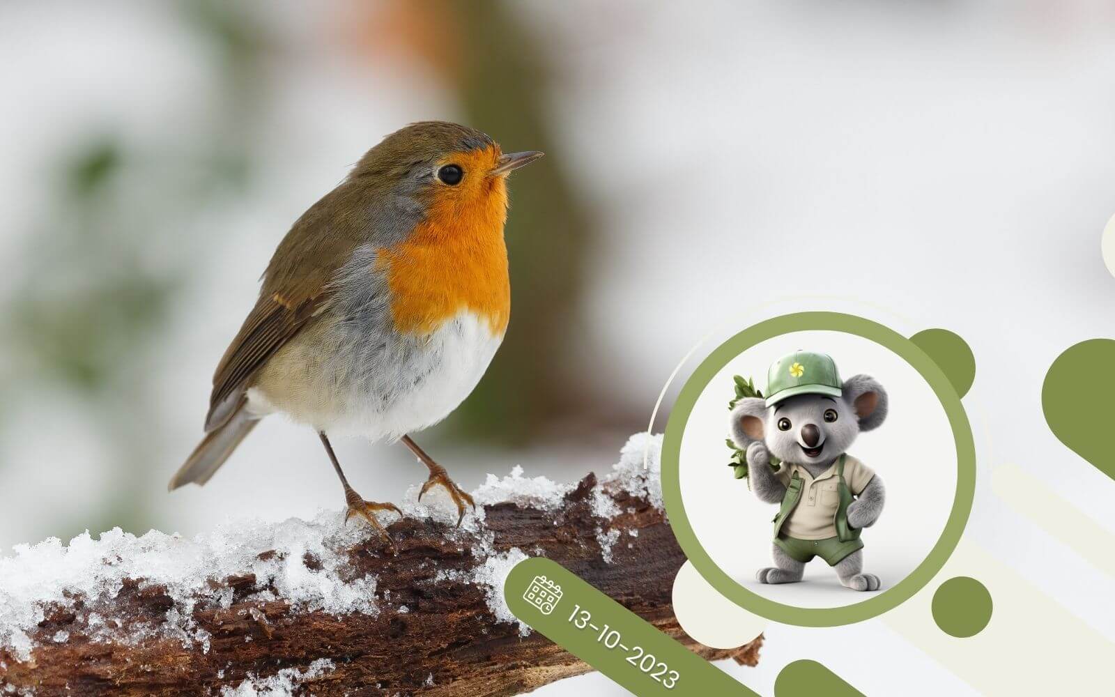 Jak prawidłowo dokarmiać ptaki zimą?