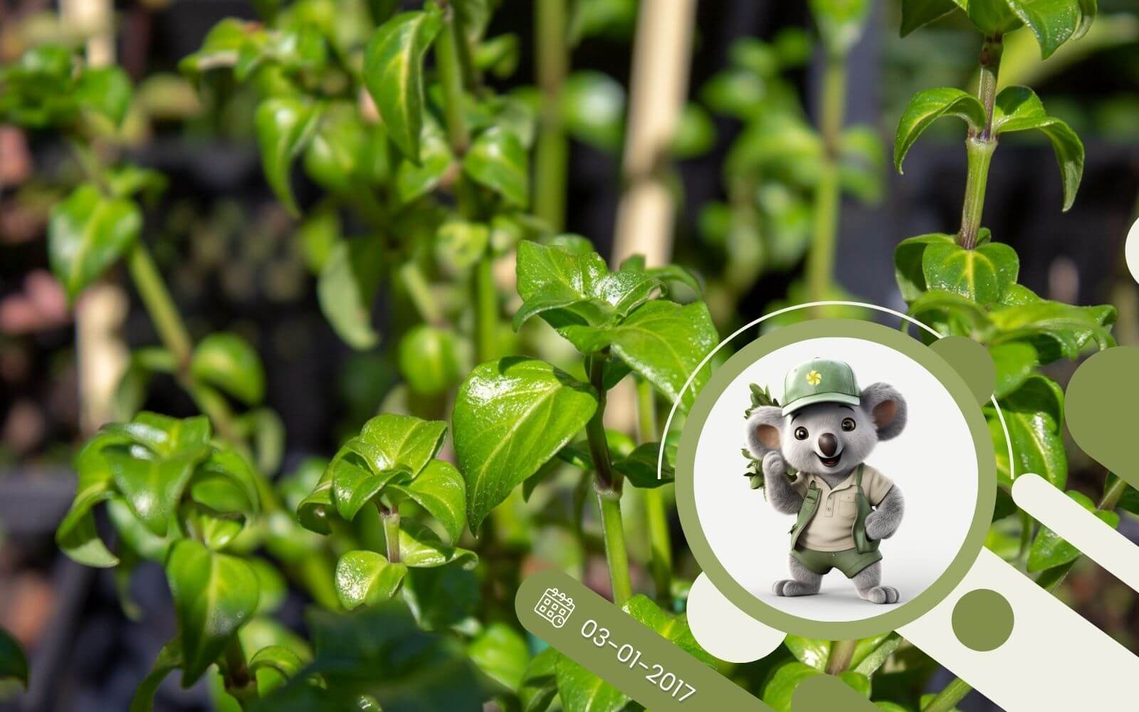 Grzybowe zioło - ciekawa nowość na polskim rynku