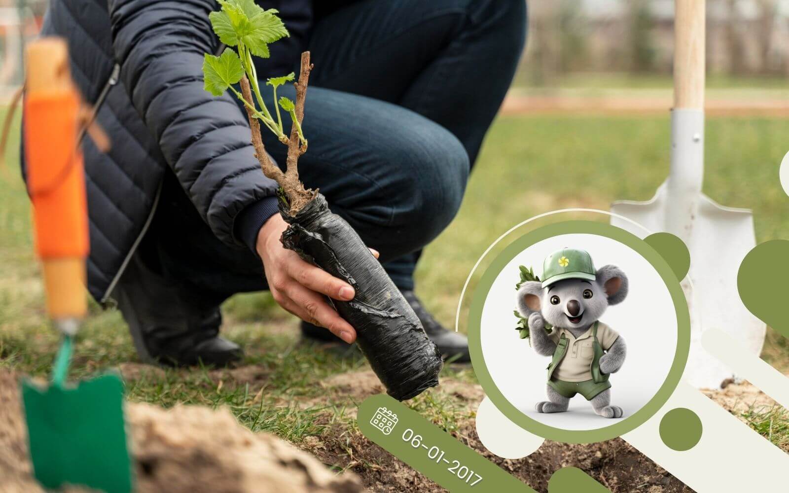Sadzenie drzew i krzewów z odkrytym systemem korzeniowym
