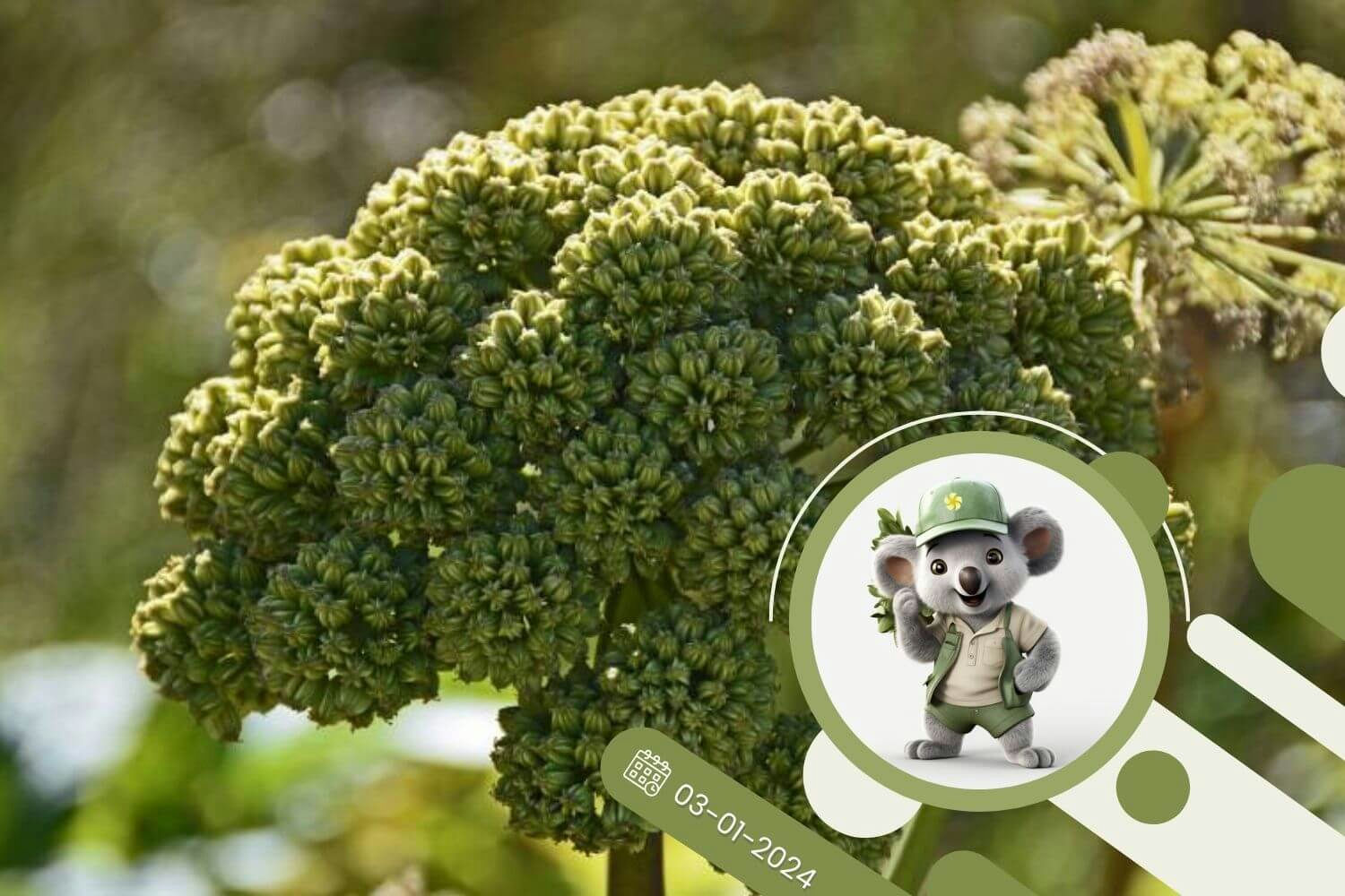 Arcydzięgiel - co to za zioło?