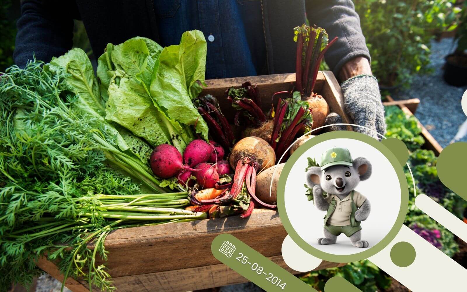 Prawidłowy zbiór warzyw