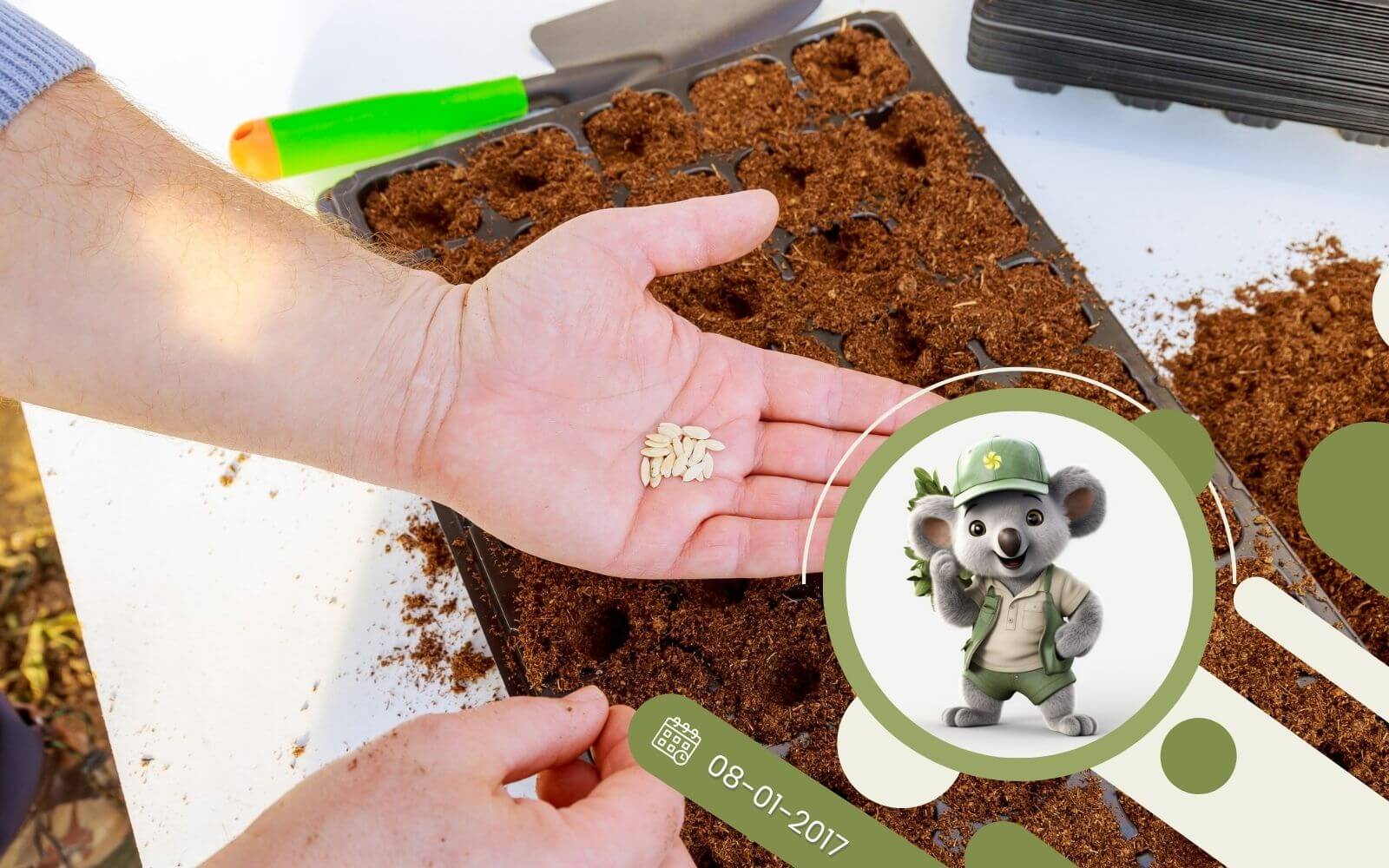 Jak prawidłowo wysiewać nasiona?