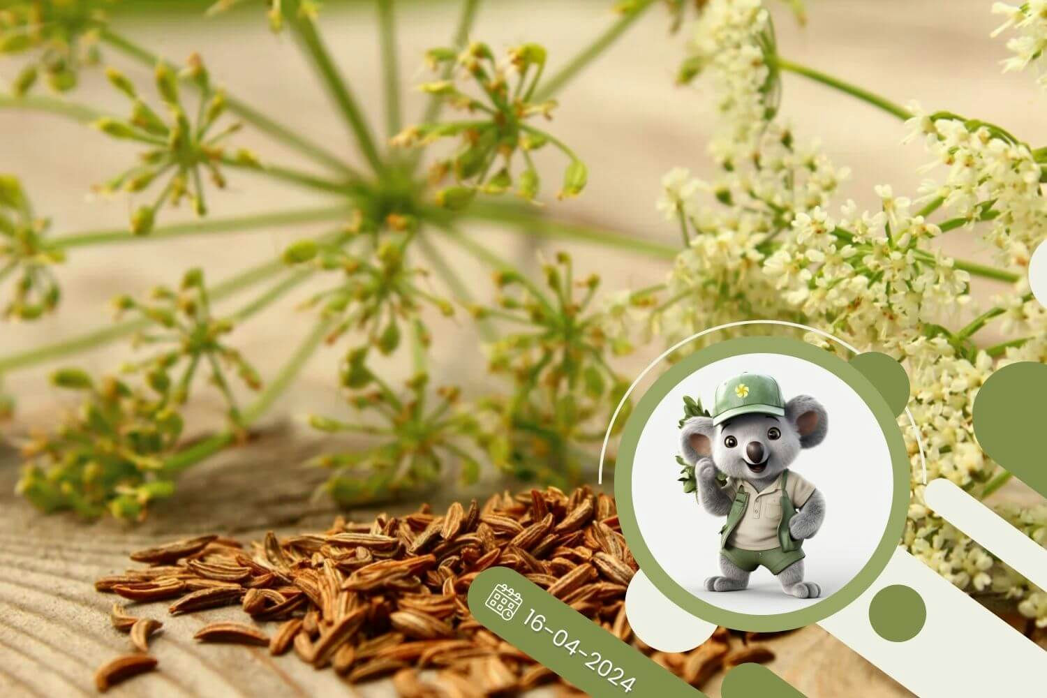 Ziołowy kącik - Kminek zwyczajny