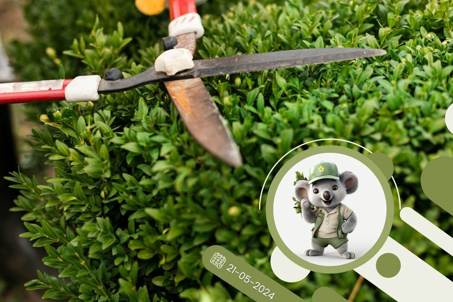 Jak prawidłowo ciąć bukszpany?