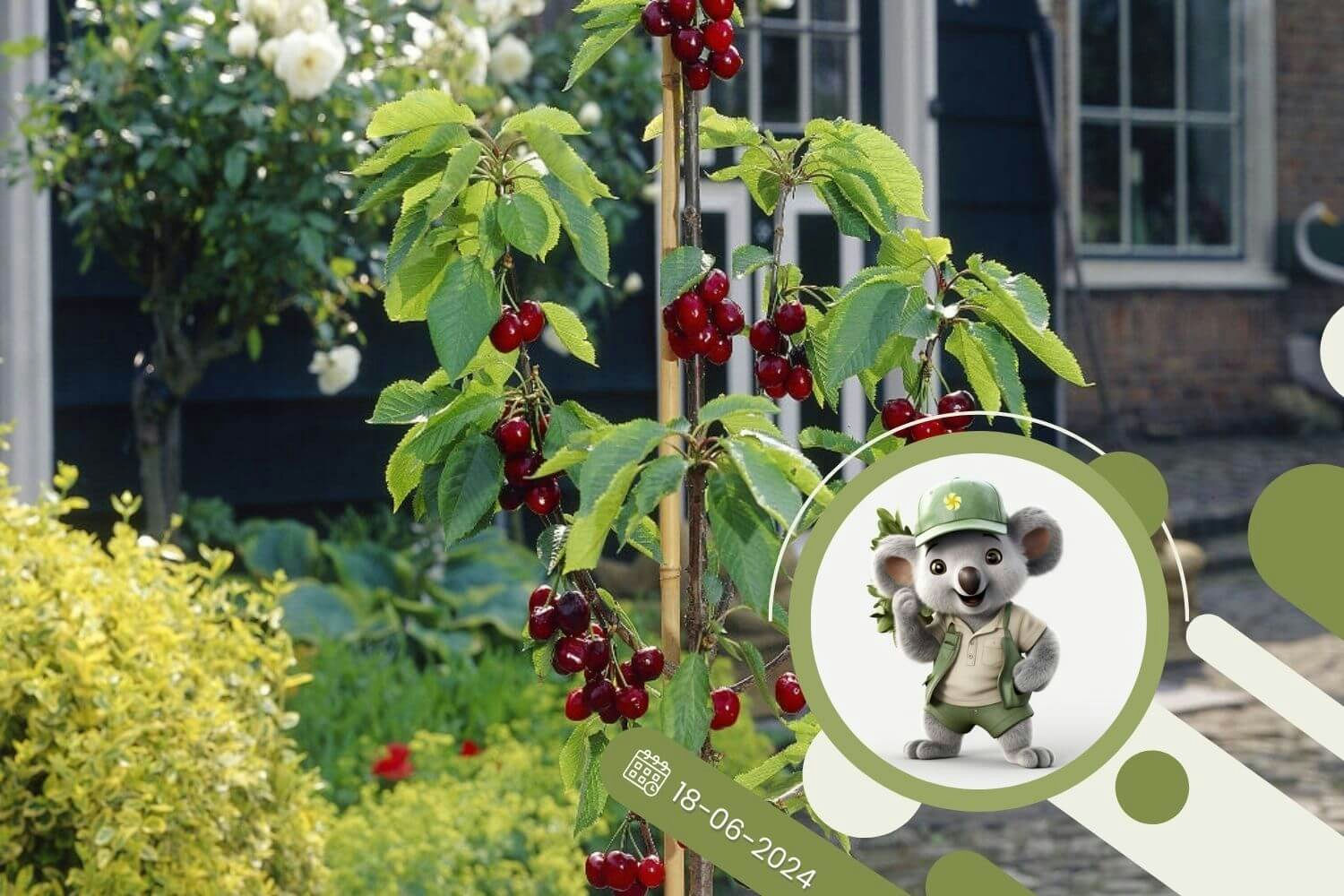 Owocowe drzewka kolumnowe - dlaczego warto?