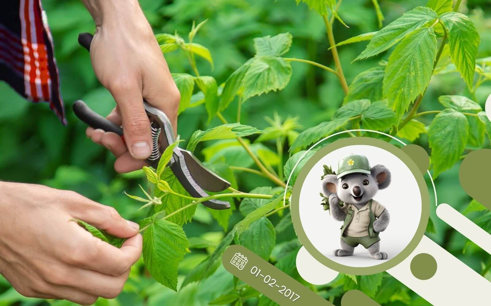 Jak i kiedy przycinać maliny?