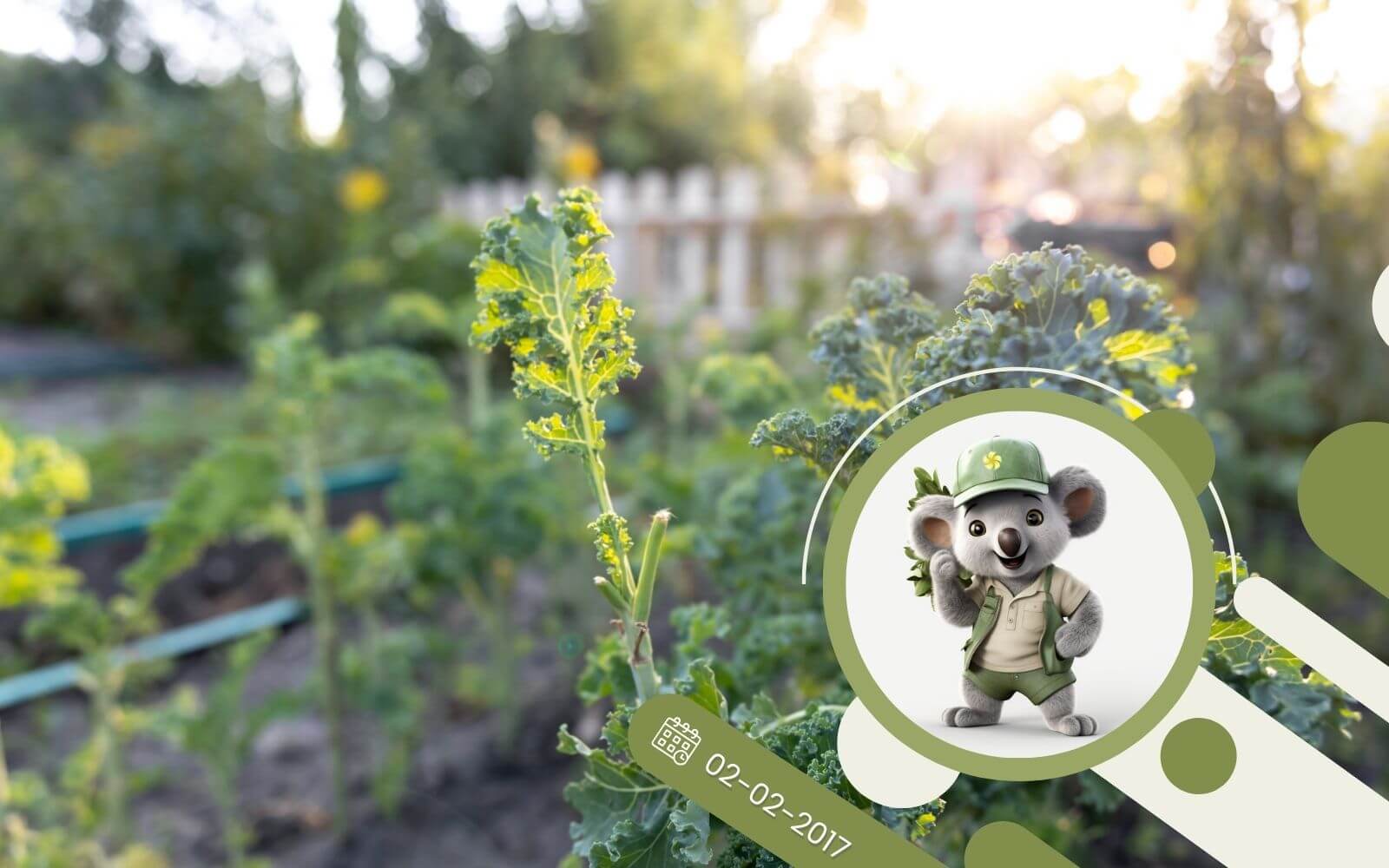 Uprawa jarmużu w przydomowym ogrodzie